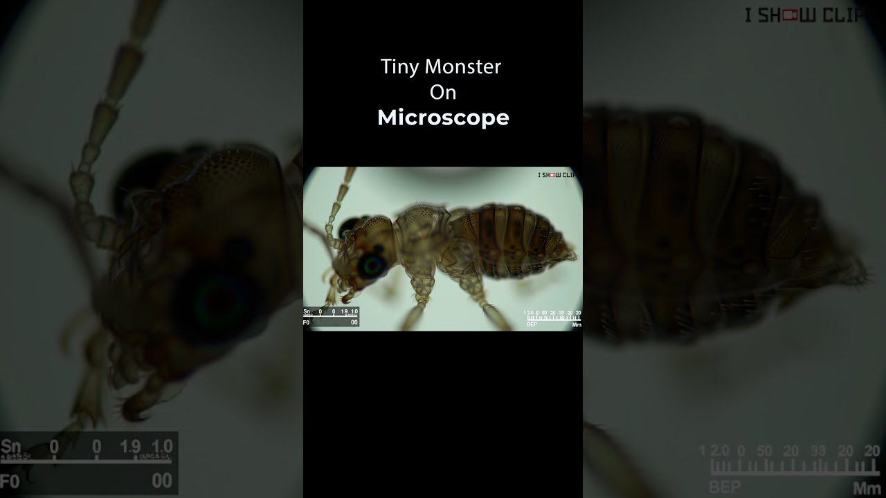 Hidden Micro World: Insect Claws and Hairs in 4K 
