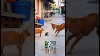 Lu ơi là Lu kkk! #shorts #dogsfunny