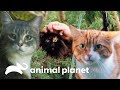 Adrenalina e desafio nas alturas: 3 resgates emocionantes | Gatos em apuros | Animal Planet Brasil