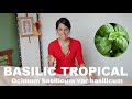 Lhuile essentielle de basilic tropical  ocimum basilicum var basilicum  contre nos spasmes 
