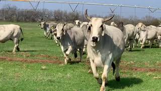 Powerful Brahman cows Pairs and Heavy Breds