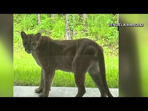 Videó: Pet Scoop: Ritka ikertestvérek győzd le az esélyeket, veszélyeztetett Floridai Panther szabadul fel a vadon