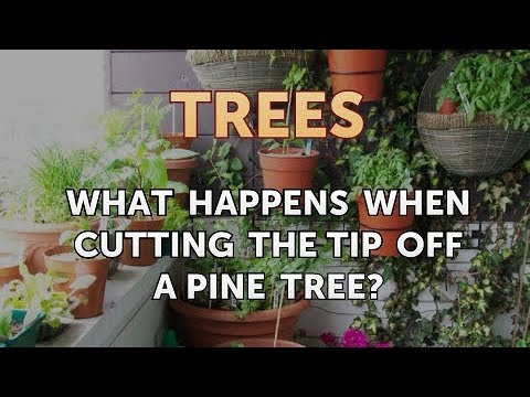 What Happens When Cutting the Tip off a Pine Tree?