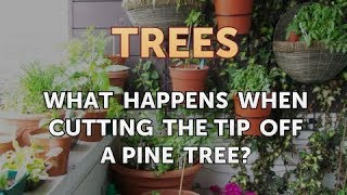 What Happens When Cutting the Tip off a Pine Tree?