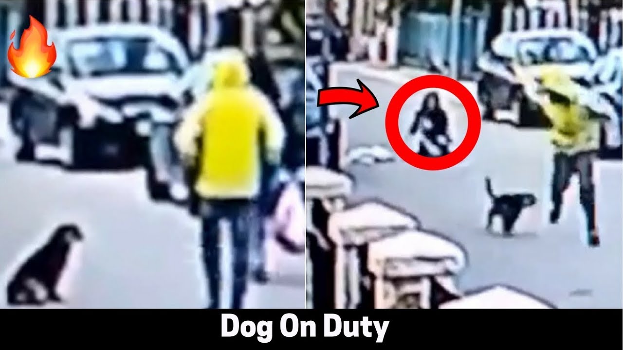 Here's What Dog Can Do !! Dog saves From Attackers YouTube