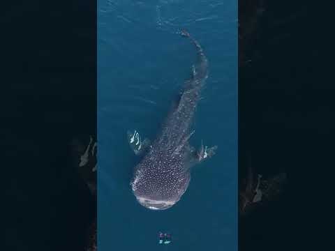 أسماك قرش الحوت في قطر    