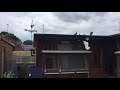 Check this one out too! Racing pigeons