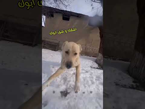 الكلب قول بحبح اكسبلور Explore لايك لايك اشتراك اشتراك ضحك تحشيش Fun Funny