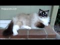 Ragdoll cat charlie  how he got his name      floppycats