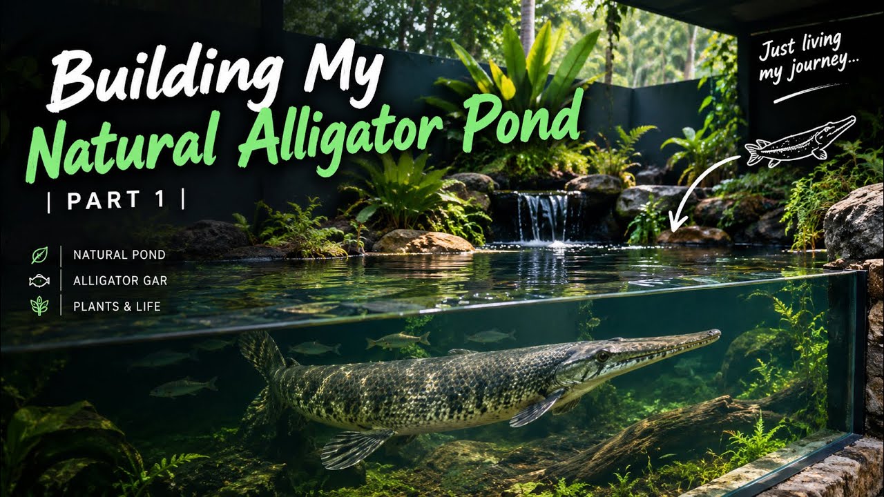 Building My Natural Alligator Pond 🌿🐊 | Part 1 - YouTube