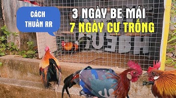 Gặp Gà Rừng Đỏ Mận Trên Rẫy & Một Kèo Về Lồng | Cao Phong