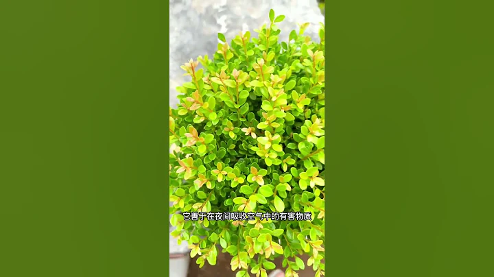 俗话说家有赤楠，万事不难 好看又好养活的 #小叶赤楠 #花卉绿植 快手 #shorts - 天天要闻