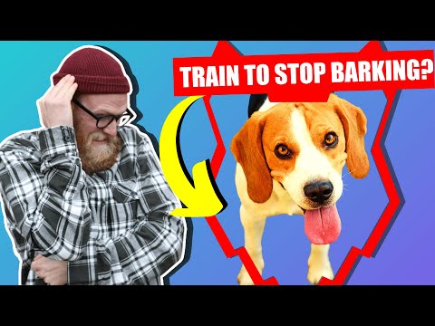 How To Stop Your BEAGLE Barking