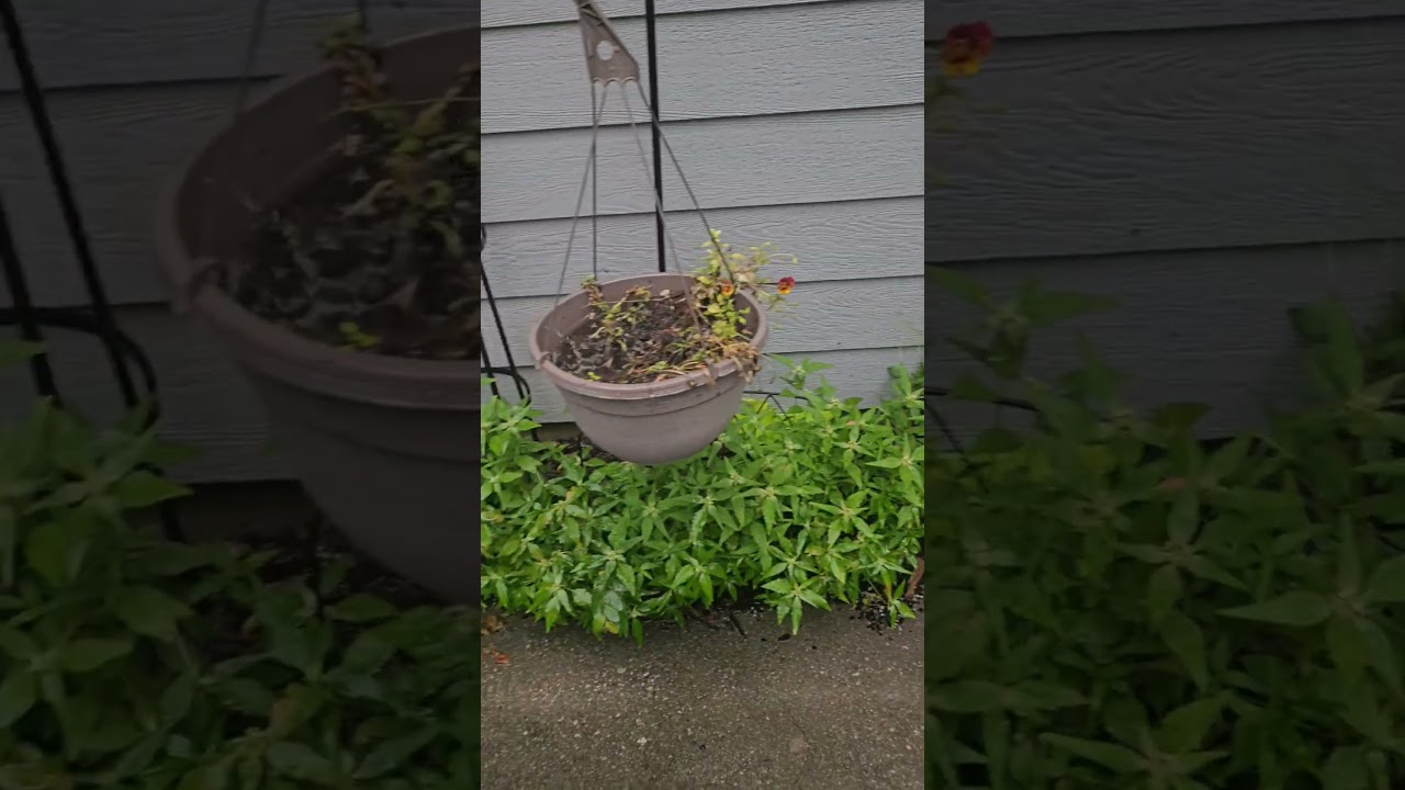 Goth Garden Progress. 