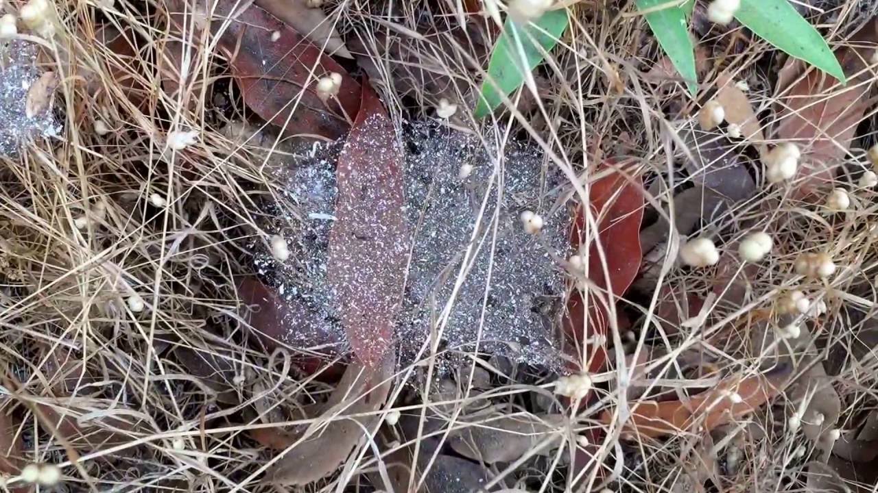 WALKING INTO BIG SUR: A Projection Poem by Ishmael von Heidrick-Barnes