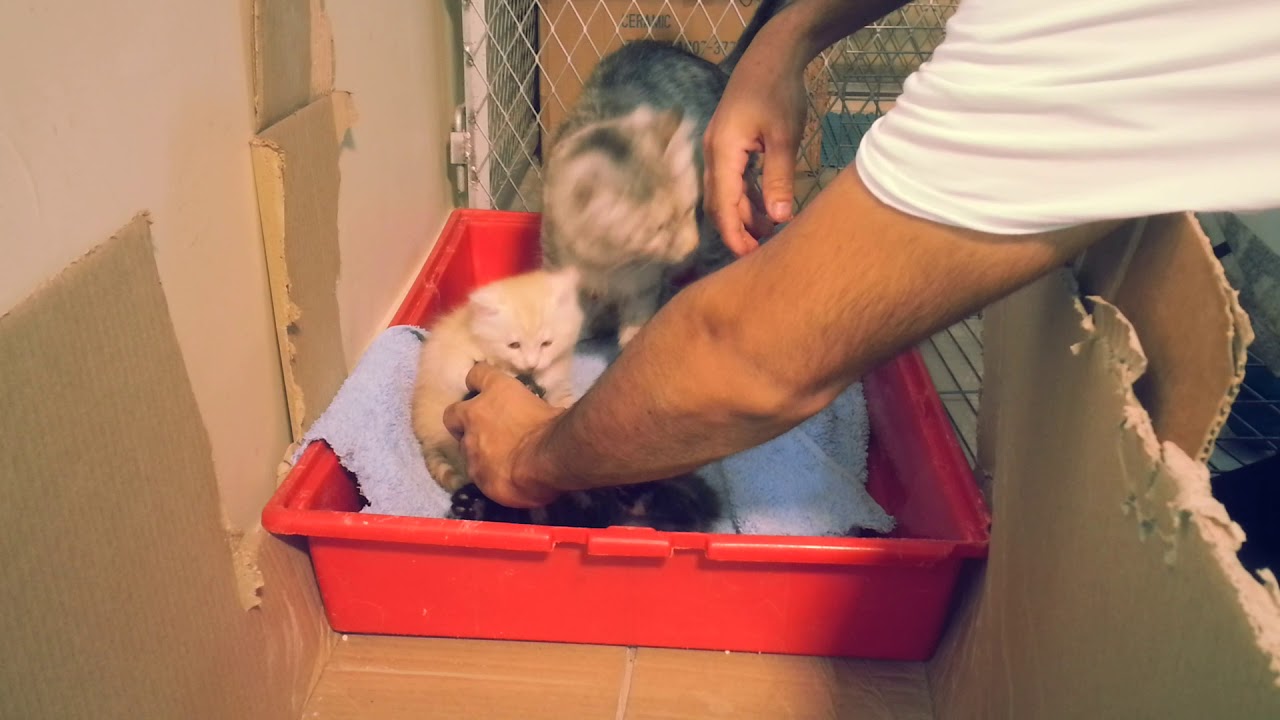 😉شاهد👌شرح عملي👍عن كيف ومتى تاكل وترح الترب الموليد وايش الطريق السليمه في هذا