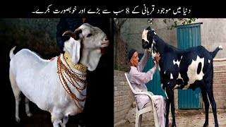 8 Most Unusal And Biggest Goats For Qurbani | قربانی کے سب سے انوکھے بکرے | Haider Tv