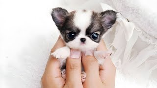 10 Smallest Dog Breeds In The World!