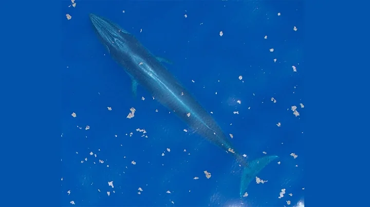 Newfound whale species that lives exclusively in U...