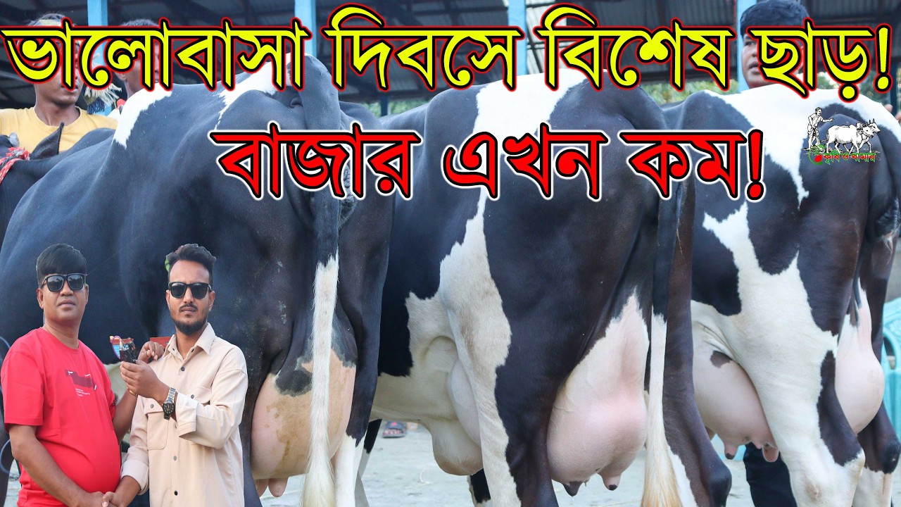 কাউন্সিলর ভাইয়ের খামার থেকে বিশ্ব ভালোবাসা দিবস উপলক্ষে বিশেষ ছাড়ে গাভীর প্রতিবেদন। হাঁট চ্যালেঞ্জ!