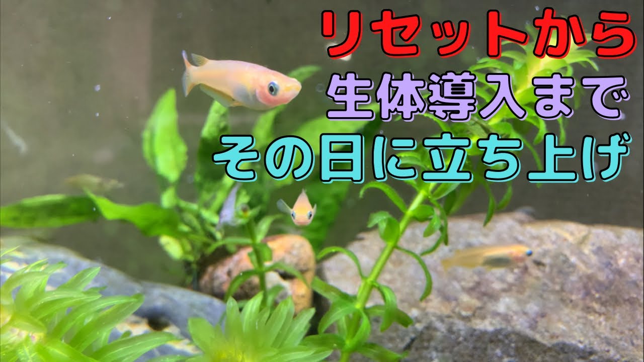 めだか水槽 リセットの日に生体導入 めだか リセット 生体導入 水槽立ち上げ Youtube めだか水槽 リセットの日に生体導入 めだか リセット 生体導入 水槽立ち上げ Youtube