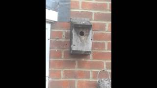 A successful Bumble Bee nesting box.