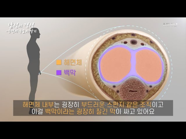발기는 주로 혈관의 기능입니다