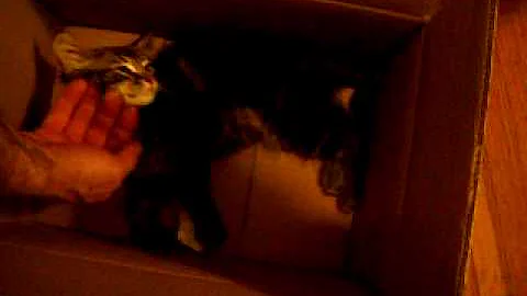 Sammy Stays in Box!