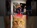 Unbelievable Moments #17 😂⁉️ #cat#meme#funny#trending#viralcat#dance#catvideo