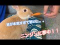 #7 ニンジンに夢中な子ウサギがかわいすぎる！？ネザーランドドワーフの子ウサギに人参をあげてみたらすごかった　I gave carrots to the rabbit Pokke!