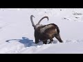 Snow leopard hunting ibex  spiti valley  winter  ibex not a successful hunt