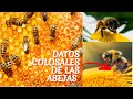 5 DATOS DE LAS ABEJAS