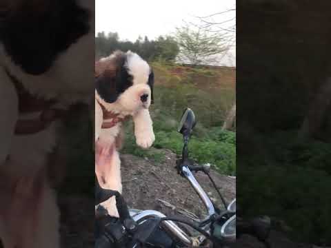 Saint Bernard Heavy Bone male Quality Puppy Sale Dogshub india 9950330009 sheppard software
