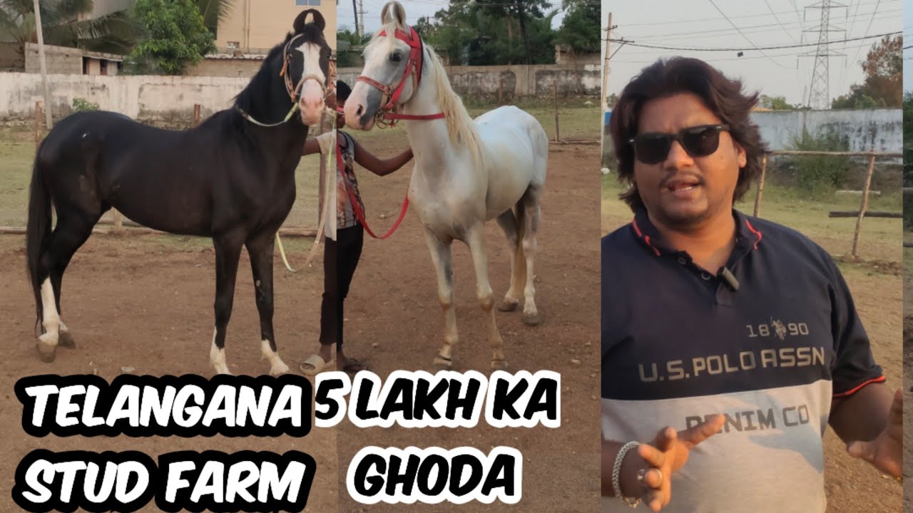 Pure Quality Marwadi Stallion Horses in Hyderabad at Telangana Stud Farm | Marwad Ghodiya