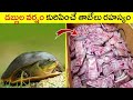 డబ్బుల వర్షం కురిపించే తాబేలు రహస్యం | The Secret of the Turtle that Rains Money | BSG FACTS