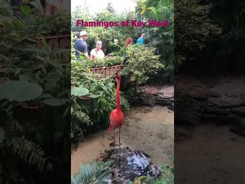 Let West Florida Flamingos Mating Call