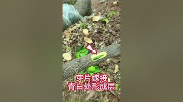 30秒教你如何嫁接柑橘果樹，嫁接果樹成活的關鍵是形成層要對齊30 seconds to teach you how to graft citrus fruit trees,grafting fruit