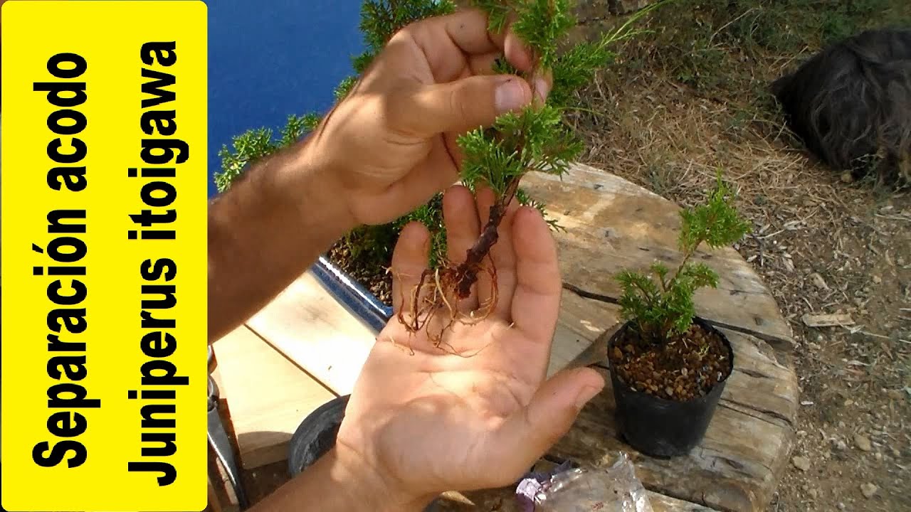 Separación del acodo de itoigawa. acodo aereo.  trasplante. como hacer un bonsai. canal de bonsai