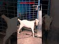 beautiful #তোতাপুরি #goats #agro #farming #jawan #shorts #srk
