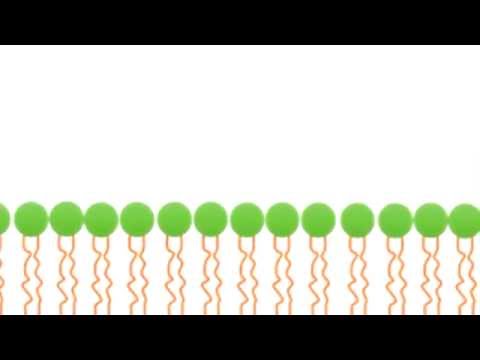 პლაზმური მემბრანა, ფოსფოლიპიდი, ენდოციტოზი, ეგზოციტოზი