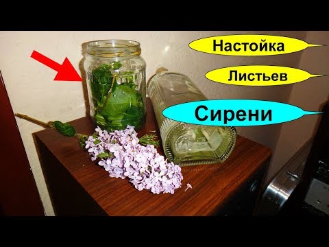 Листья сирени лечение. Сирень отцвела но настойка из листьев такая же целебная