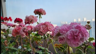 #pelargonium #제라늄 #베란다가드닝 #제라늄영양제, 이런 영양제는 쓰면 안돼요~