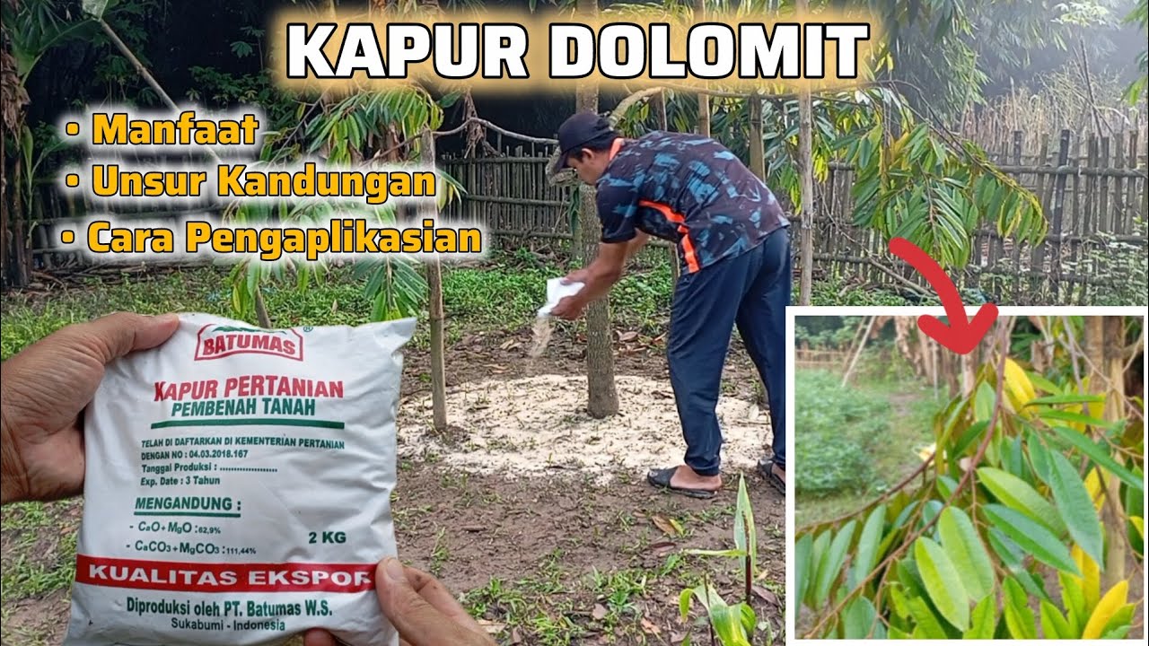 📌 DAUN DURIAN MENGUNING DAN RONTOK❓KAPUR DOLOMIT SOLUSINYA 👍👍