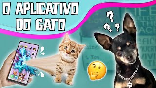 Top 7 vídeos e apps para entreter seu gato!