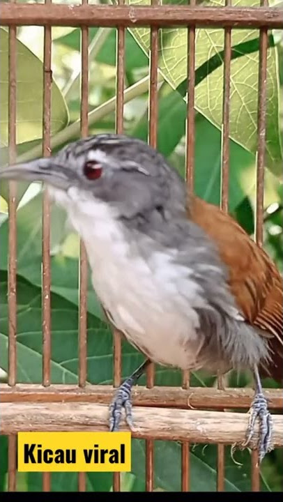Suara Kicauan Burung Sniper