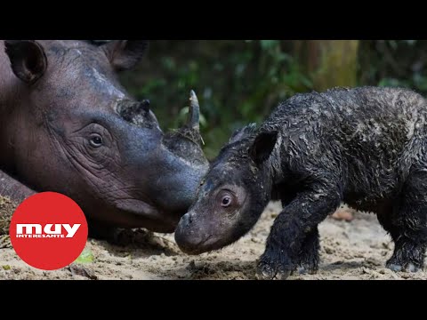 Nace una cría de rinoceronte de Sumatra, una especie al borde de la extinción