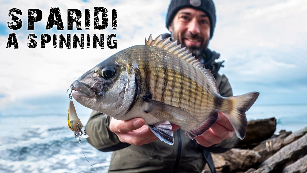 SPARIDI a SPINNING dalla SCOGLIERA