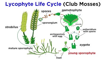 Lycophytes: Early Vascular Plants