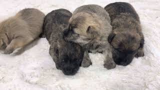 Three week old Cairn Terriers by K&MPawTails 779 views 2 years ago 1 minute, 45 seconds