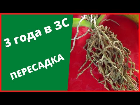 ОРХИДЕЯ 3 года